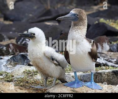 Blaufüßige Kauschnecke (Sula nebouxii), Erwachsene mit Küken in der Kolonie, Ecuador, Galapagos-Inseln Stockfoto