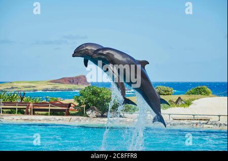 Flaschendelfin, gewöhnlicher Flaschennasendelfin (Tursiops trunkatus), zwei Delfine, die in einem Delfinarium aus dem Wasser springen, Seitenansicht Stockfoto