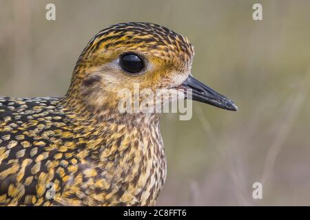 Europäischer Goldpfeif (Pluvialis apricaria), Portrait, Seitenansicht, Italien, Porto di Viareggio Stockfoto