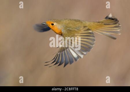 Europäischer Rotkehlchen (Erithacus rubecula), im Flug, Italien Stockfoto