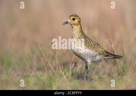 Europäischer Goldpfeif (Pluvialis apricaria), Bodenbarsch, Seitenansicht, Italien, Porto di Viareggio Stockfoto