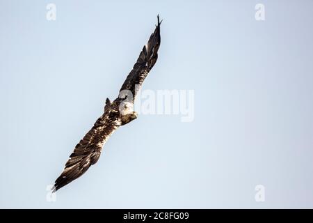 Spanischer Kaiseradler, iberischer Kaiseradler, Adalbertadler (Aquila adalberti), subadulter Vogel im Segelflug, Vorderansicht, Spanien, Guadarrama Nationalpark Stockfoto