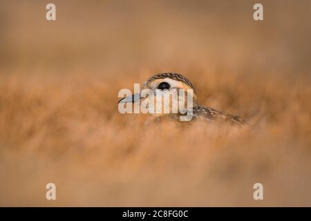 Dotterel, Speedy Dotterel (Charadrius morinellus, Eudromias morinellus), im Gras thront, Italien, Arezzo Stockfoto