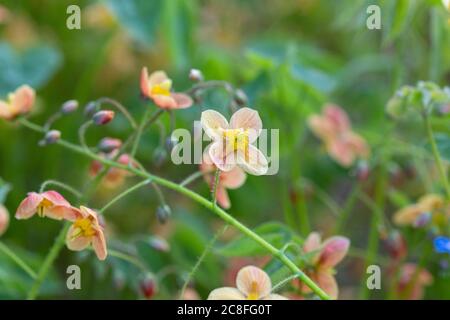 Elfenblume (Epimedium pubigerum 'Orangenkönigin', Epimedium pubigerum Orangenkönigin), Blüten der Sorte Orangenkönigin, Deutschland, Sachsen Stockfoto