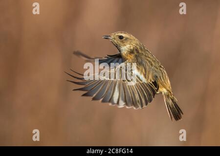 Gemeiner Stonechat (Saxicola rubicola, Saxicola torquata rubicola), Weibchen im Flug, Italien, Stagno di Peretola Stockfoto