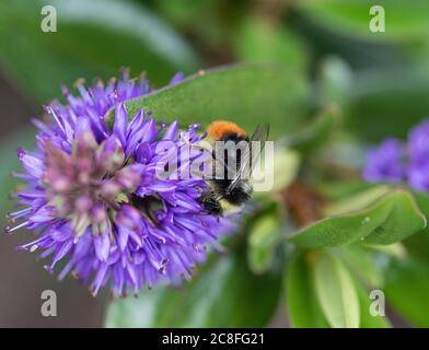 Eine männliche Rotschwanzbumblebee, die Pollen aus einer Sorte Blue Hebe Flower Bowles in einem Garten in Alsager Cheshire England Vereinigtes Königreich sammelt Stockfoto
