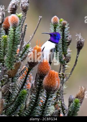 Ecuadorianischer Bergstern (Oreotropilus chimborazo), Männchen, die auf orangen Blüten des Chuquiraga-Strauches im Paramo-Hochland, Ecuador, suchen Stockfoto