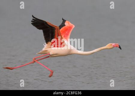 Großer Flamingo (Phoenicopterus roseus, Phoenicopterus ruber roseus), im Flug tief über einer Lagune, Italien, Stagno di Peretola Stockfoto