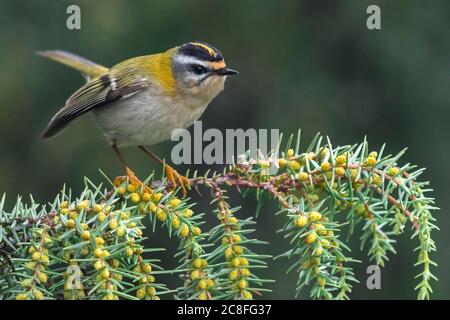 firecrest (Regulus ignicapilla, Regulus ignicapillus), auf einem Zweig gehockt, Italia Stockfoto