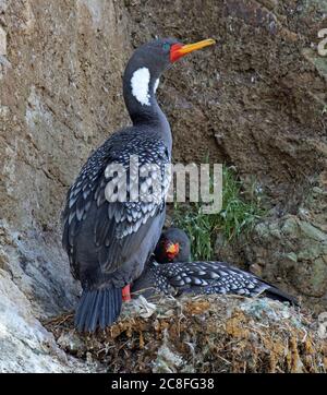 Rotbeinige Kormorane (Phalacrocorax gaimardi), Paar am Nest , Chile, Chiloe Stockfoto