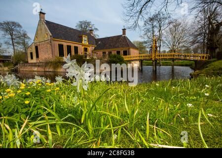 Hängende Stern-von-bethlehem (Ornithogalum nutans), mit dem Dekema-Staat Hintergrund, Niederlande, Frisia, Jelsum Stockfoto