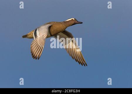 garganey (Anas querquedula), fliegender Rüde, Italien, Stagno dei Cavalieri Stockfoto