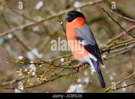 Bullfinch, Eurasischer Bullfinch (Pyrrhula pyrrhula pileata), männlich an einem Zweig, Großbritannien, England, Glamorgan Stockfoto