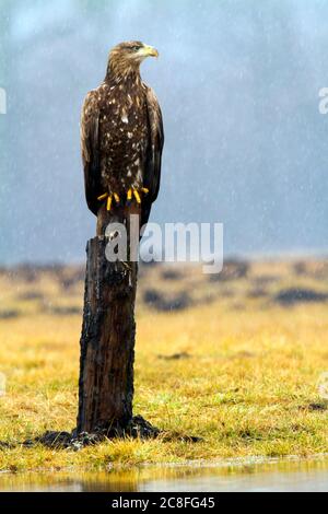 Seeadler (Haliaeetus albicilla), subadulter Vogel, der im Regen auf einem Holzpfosten steht, Polen, Kutno Stockfoto