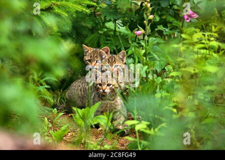 Wildkatze (Felis silvestris), drei wilde Kätzchen, die aufmerksam zusammen auf Waldboden sitzen Stockfoto