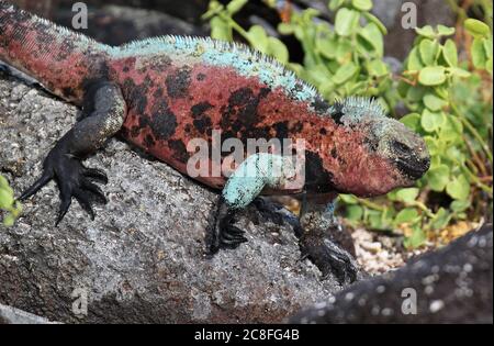 Marine-Leguan, Galapagos Marine-Leguan (Amblyrhynchus cristatus), ruhend auf dem Stamm eines Baumes, Ecuador, Galapagos-Inseln Stockfoto