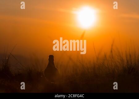 Dotterel, schneller Dotterel (Charadrius morinellus, Eudromias morinellus), im Gras bei Sonnenaufgang, Italien, Arezzo Stockfoto