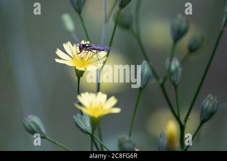 Eine Schwebefliege ernährt sich von einer Löwenzahn-Blume in einem englischen Landgarten. Stockfoto