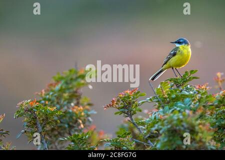 Gelbe Bachstelze, Iberische Bachstelze, Spanischer Bachstelze (Motacilla flava iberiae, Motacilla iberiae), Männchen auf einem Busch, Seitenansicht, Spanien, Balearen, Ibiza Stockfoto