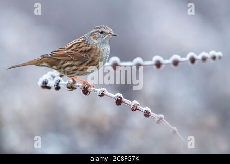 Dunnock (Prunella modularis), auf einem kleinen, frostbedeckten Zweig, Italien, Stagno di Peretola Stockfoto