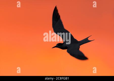 Seeschwalbe (Sterna hirundo), im Flug gegen einen atemberaubenden orange gefärbten Morgenhimmel, Azoren Stockfoto