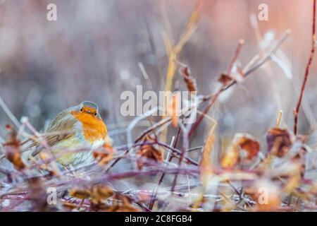 Europäischer Rotkehlchen (Erithacus rubecula), steht auf dem Boden, Italien Stockfoto