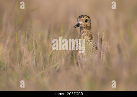 Europäischer Goldpfrover (Pluvialis apricaria), in einer trockenen Wiese, Italien, Porto di Viareggio Stockfoto