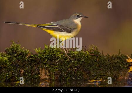 Graue Bachstelze (Motacilla cinerea), Erwachsene in der Nähe eines Pools, Italien, Renai di Signa Stockfoto