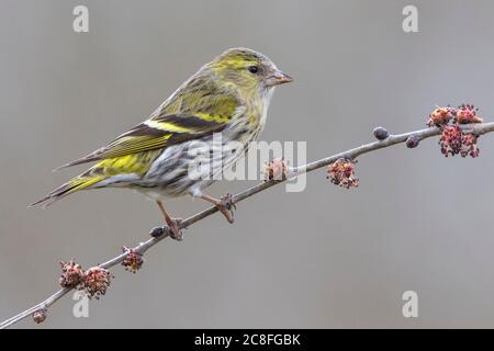 Fichtensikin (Spinus spinus, Carduelis spinus), Weibchen auf einem Ast, Italien, Oasi della Querciola Stockfoto