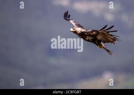 Spanischer Kaiseradler, iberischer Kaiseradler, Adalbertadler (Aquila adalberti), subadulter Vogel im Segelflug, Seitenansicht, Spanien, Guadarrama Nationalpark Stockfoto