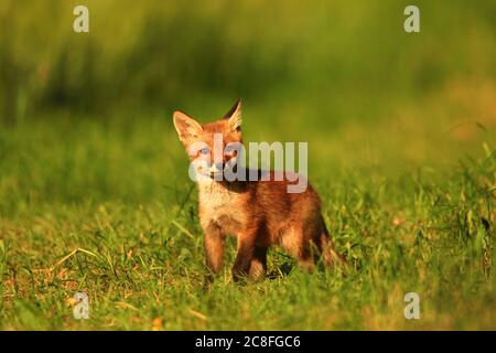 Rotfuchs (Vulpes vulpes), Fuchswelpe auf einer Wiese stehend, Deutschland, Sachsen Stockfoto