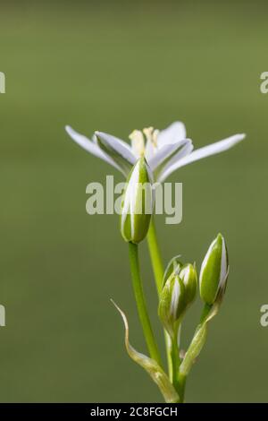 Sleepydick, Stern von bethlehem (Ornithogalum umbellatum), Blume und Knospen in Seitenansicht, Niederlande Stockfoto