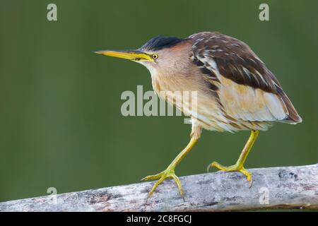 Kleine Seeschwalbe (Ixobrychus minutus), Erwachsene auf einem Zweig, Italien, Oasi della Querciola Stockfoto