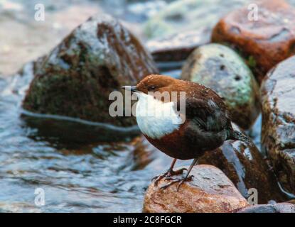 Irish White-Throated Dipper (Cinclus cinclus hibernicus), auf einem Felsen in einem Fluss, Irland, Grafschaft Kerry, Rossbeigh Stockfoto