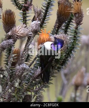 Ecuadorianischer Bergstern (Oreotropilus chimborazo), Männchen, die auf orangen Blüten des Chuquiraga-Strauches im Paramo-Hochland, Ecuador, suchen Stockfoto