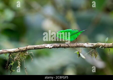 Glitzernder Tanager (Chlorochrysa phoenicotis), auf einem Zweig, Ecuador, thront Stockfoto