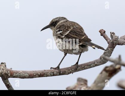 Galapagos-Mockingbird (Mimus parvulus, Nesomimus parvulus), in einem niedrigen Baum, Ecuador, Galapagos-Inseln Stockfoto