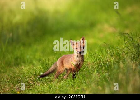 Rotfuchs (Vulpes vulpes), Fuchswelpe auf einer Wiese stehend, Deutschland, Sachsen Stockfoto