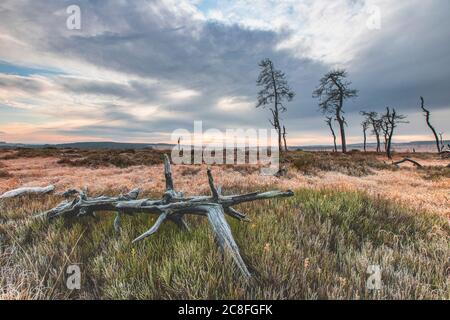 Skelettbäume am Noir Flohay im Herbst, Belgien, Wallonie, Noir Flohay, Hochfene, Baraque Michel Stockfoto