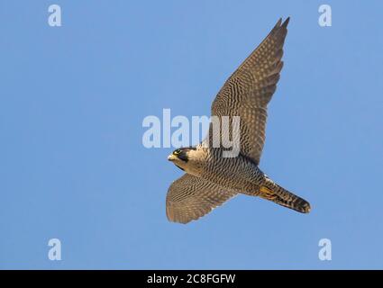 Mediterraner Wanderfalke (Falco peregrinus brookei, Falco brookei), im Segelflug, Blick von unten, Italien, Piana fiorentina Stockfoto