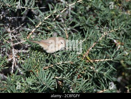 östliche Raufelschnecke, Bergschniffelschnecke (Phylloscopus sindianus), in einem kleinen grünen Busch gehäkelt, Indien Stockfoto