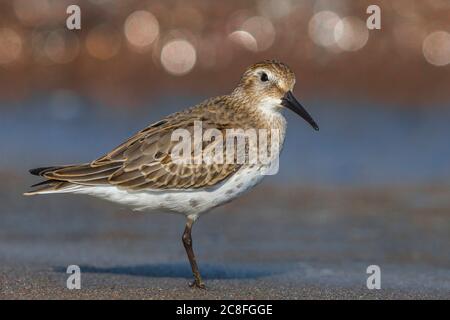 dunlin (Calidris alpina), steht am Strand, Italien, Leghorn Stockfoto