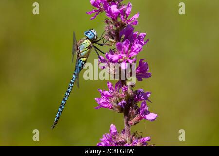 Südeuropäischer Falkner (Aeshna affinis), Erwachsener auf Purple Lythrum (Lythrum salicaria), Niederlande, Noord-Brabant, Gendse Polder Stockfoto