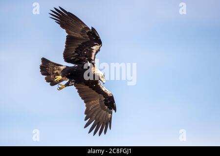 Spanischer Kaiseradler, iberischer Kaiseradler, Adalbertadler (Aquila adalberti), im Segelflug am Himmel, Blick von unten, Spanien Stockfoto