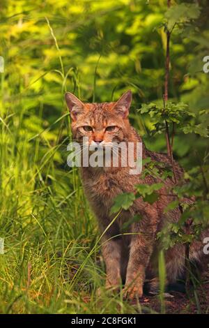 Wildkatze (Felis silvestris), auf Waldboden sitzend, Deutschland Stockfoto