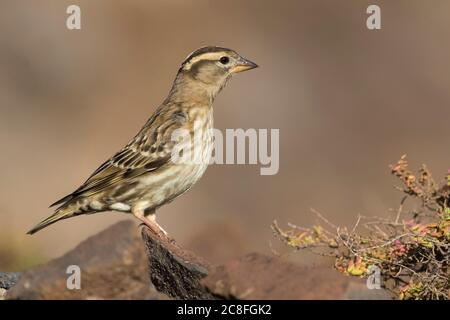 Steinsperling (Passer petronia, Petronia petronia), auf einem felsigen Boden, Madeira, thront Stockfoto