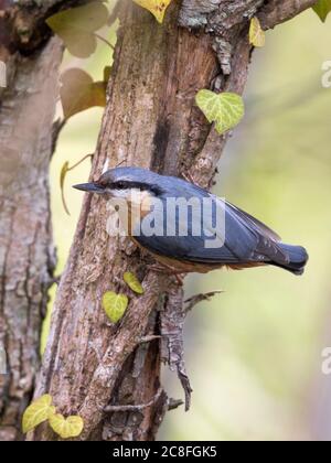 Eurasischer Nacktratch (Sitta europaea), Stängel sitzend, Italien, Arezzo Stockfoto