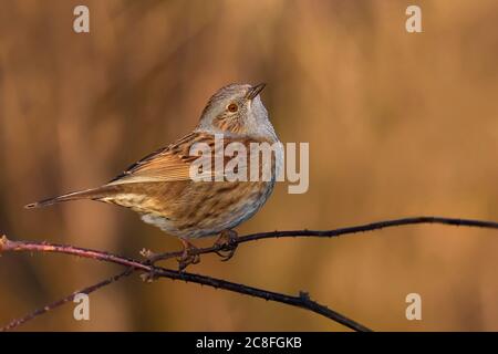 Dunnock (Prunella modularis), auf einem Zweig, Italien, Stagno di Peretola Stockfoto