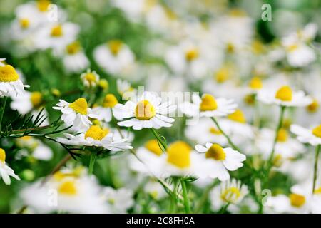 Kamillenblüten mit geringer Schärfentiefe, Vollformat Stockfoto