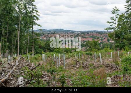 Kürzlich gepflanzte Bäume in gefällter Fläche. Ridge Hill Wood in der Nähe von Kingswinford. GROSSBRITANNIEN Stockfoto